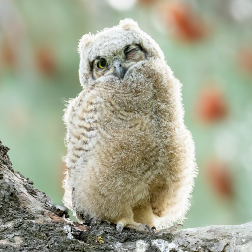 难得一见的野鸟瞬间